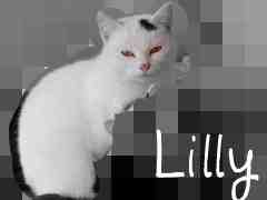 Lilly