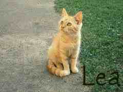 lea